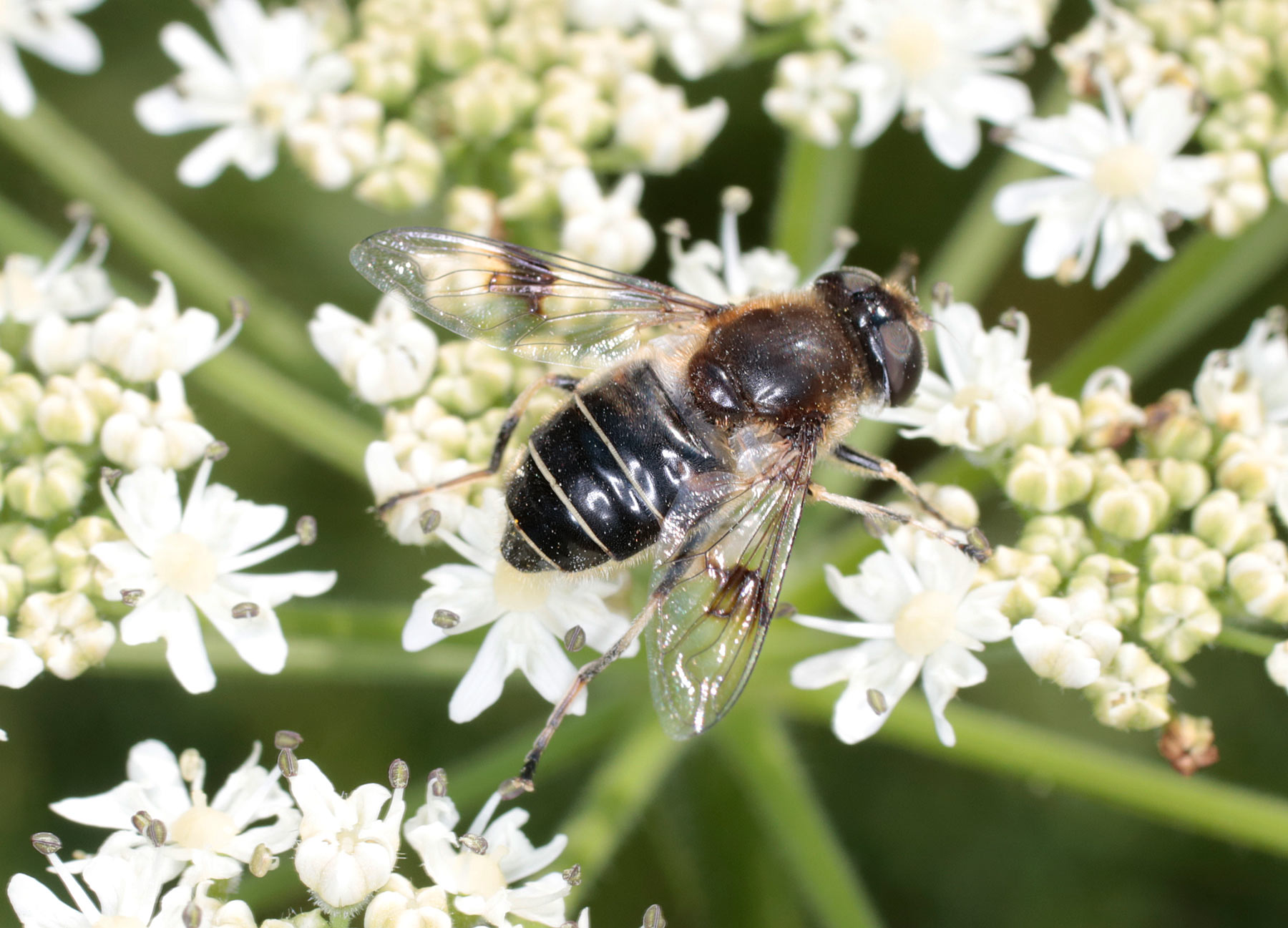 Syrphidae: Eristalis rupium